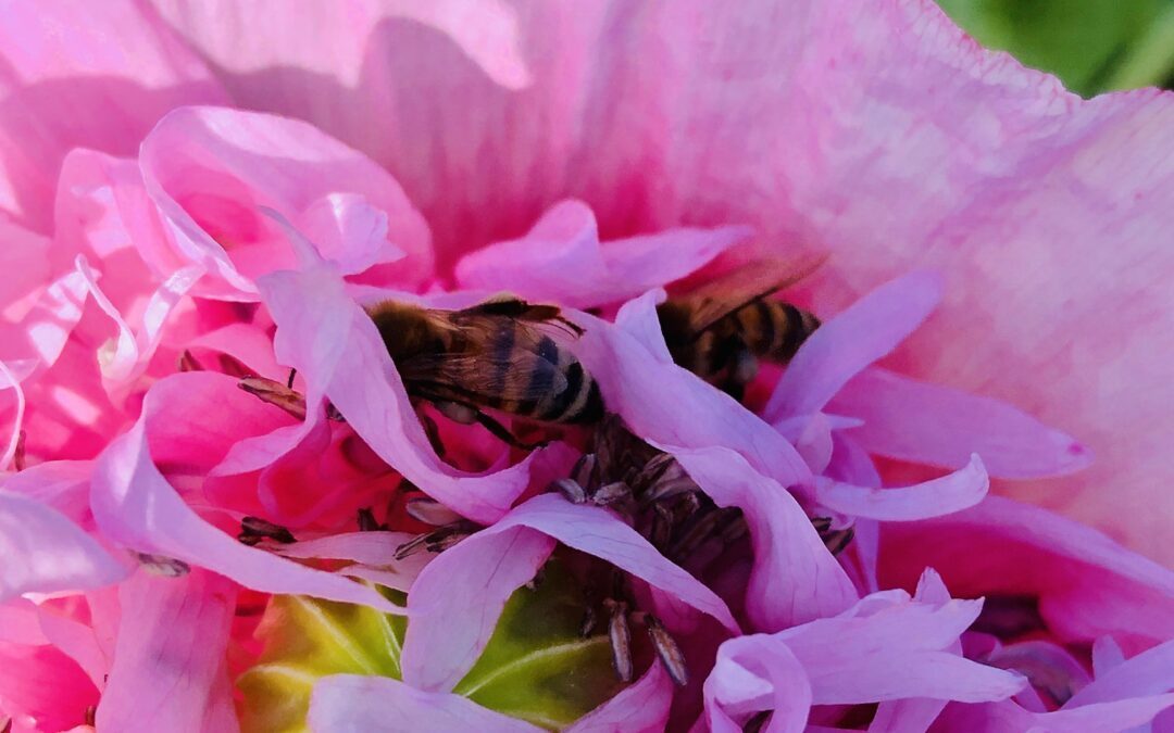 Sorties au jardin de l’Epau: découverte du monde des abeilles avec les 6èmes.